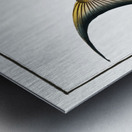 Sea Pea-Cock Coryphaena Plumieri Metal print