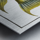 Sparus falcatus Metal print