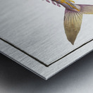 Kings fish Scomber regalis Metal print