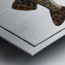 Pike Esox Lucio Metal print