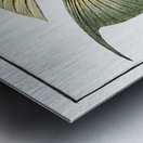 Sparus Chlorourus Metal print