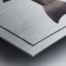 Mullet Mugil cephalus Metal print