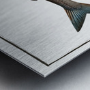 Schifermillers Salmon Salmo Schifermulleri Metal print
