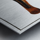 1. Muddy-Loach Cobitis Fossilis 2. Ribban-Loach Cobitis Taenia 3. Bearded-Loach Cobitis Bartula Metal print