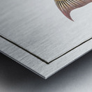 Lunulated Wrasse Labrus lunaris Metal print