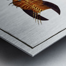 Scorpaena volitans Metal print