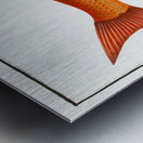 Orf Cyprnus Orfus Impression metal