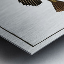 Horned Bull-Head Cottus Quadricornis Metal print