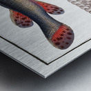 Gar-Fish Esox osseus Metal print