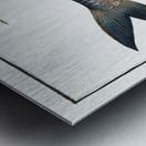 Deep-water Fish Clupea cyprinoides Metal print