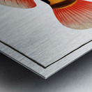 Streaked Grunt Anthias striatus Metal print