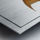 Green Wrasse Labrus viridis Metal print