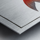 Sickle-Carp Cyprinus falcatus Metal print