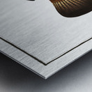 Streaked Wrasse Labrus fasciatus Metal print