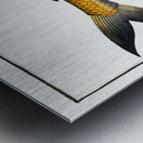 Tumbil Salmo Tumbil Metal print