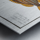 1. Cuning Sparus Cuning 2. Striped Gilt-head Sparus vittatus Metal print