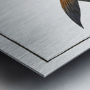 Toothed Gild-Head Sparus Raii Metal print