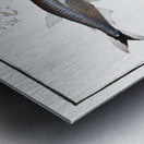 1. Capelan Salmo groenlandicus 2. Tail-spotted Salmon Salmo melanurus 3. Curimate Salmo unimaculatus Metal print