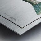 Nase-Carp Cyprinus Nasus Metal print