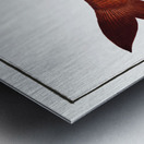 Odoe Salmo Odoe Metal print