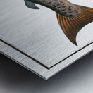 Male-Salmon Salmo Salar Mas Metal print