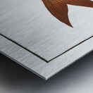 Flat-Nose Polynemus decadactylus Metal print