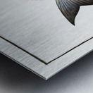 Gilt-Head Sparus Aurata Metal print