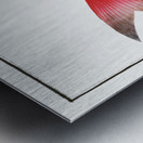 Sea-Bream Sparus Pargus Metal print