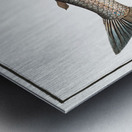 Broad-Gwiniad Salmo Thymallus latus Metal print