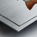 Gold-eye Lutianus chrysops Metal print