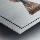 Hake Gadus Merluccius Metal print