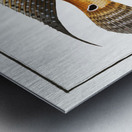 Stone-Perch Perca saxatilis Metal print