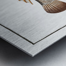 Blue-head Labrus cyanocephalus Metal print