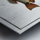 1. Punctulated Wrasse Labrus punctatus 2. Hair-finned Wrasse Labrus trichonterus Metal print