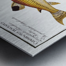 1. Tamoate Cataphractus Callychthis 2. Punctulated Cataphracte Cataphractus punctatus Metal print