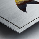 Streaked Salmon Salmo fasciatus Metal print