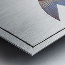 Cirrhated Carp Cyprinus cirrhosus Metal print