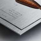 1. Snipe-Fish Centriscus Scolopax 2. Knife Fish Centriscus Scutatus 3. 4. Unctuous Sucker Cyclopterus Liparis Metal print