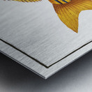 Grunt Anthias formosus Metal print