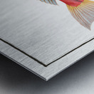 Piper Trigla Lyra Metal print