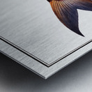 Rib-fish Cataphractus costatus Metal print