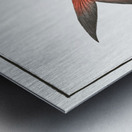 Green Mackrel Scomber Chloris Metal print