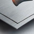 Punctulated Umber Sciaena punctata Metal print