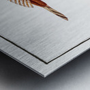 Shovel Platycephalus Spathula Metal print