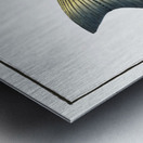 Eleven-ray Sciaena undecimalis Metal print