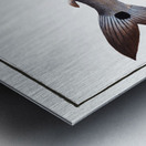 Sickle-Salmon Salmo falcatus Metal print