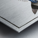 Pilote-Fish Scomber Ductor Impression metal