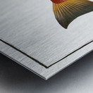 Pine-bough Trigla Pini Metal print