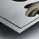 Punctulated Snake-head Ophicephalus punctatus Metal print