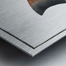 Two-spined Umber Sciaena diacantha Metal print